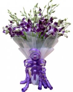 PURPLE ORCHIDS
